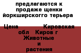 предлагаются к продаже щенки йоркширскогго терьера › Цена ­ 13 000 - Кировская обл., Киров г. Животные и растения » Собаки   . Кировская обл.,Киров г.